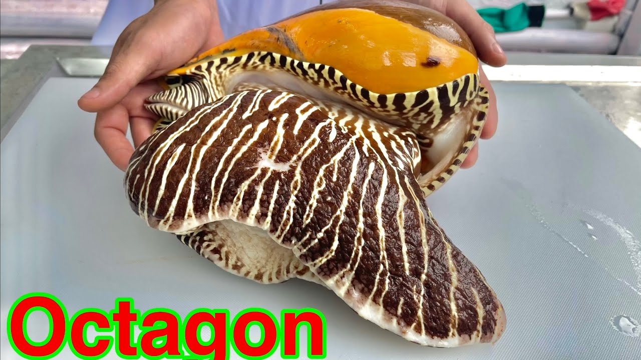 морские улитки sashimi // vn chef