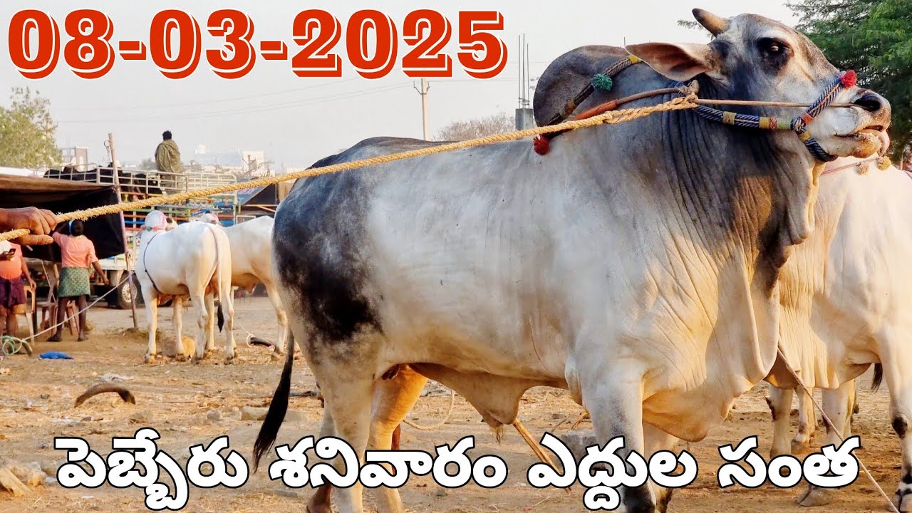 పెబ్బేరు శనివారం ఎద్దుల సంత-pebbair ongole cattle market-pebbair bazar-pebbair santha-oxen prices🐂🐂