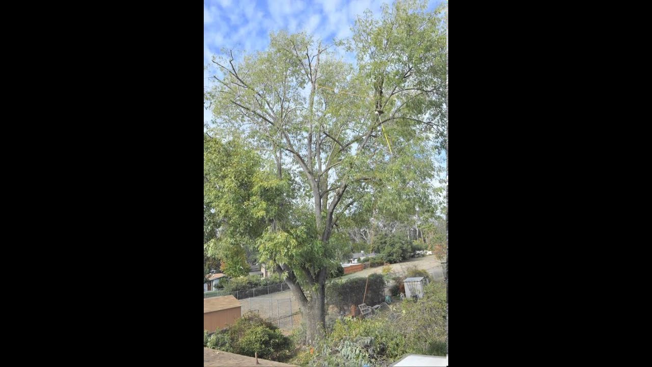 Time-lapse Removal and Lacing of Ash Trees