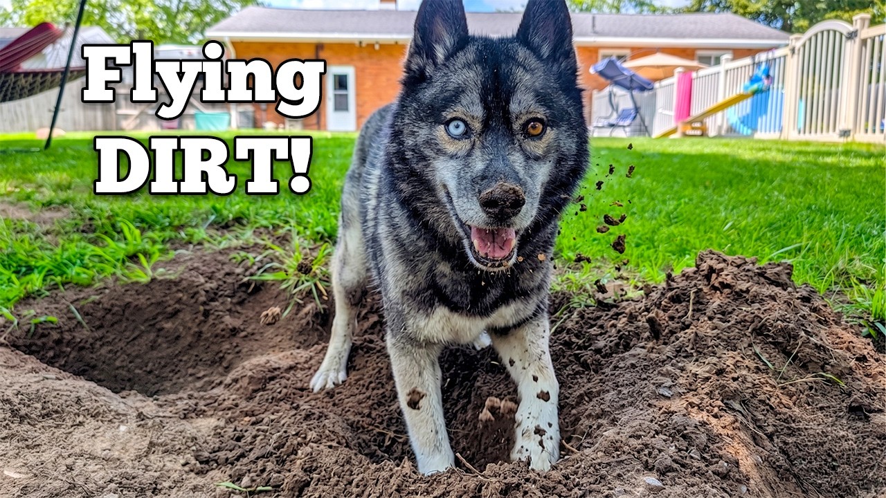 My Dogs Digging Holes and  Doing Backyard Shenanigans!