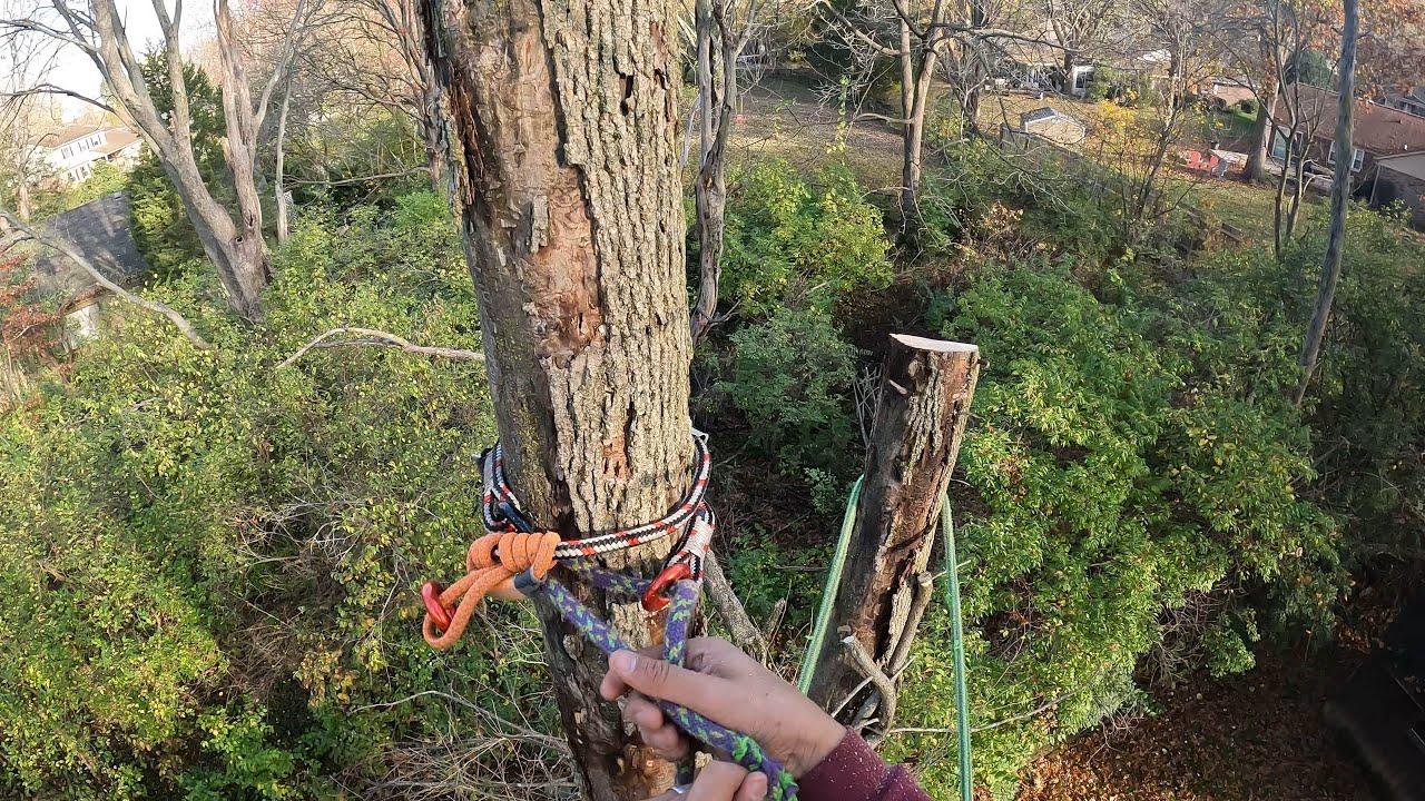 Derribando árbol seco  de más de 40 pies  estaba en duda si treparle o no ☠️‼️‼️😱
