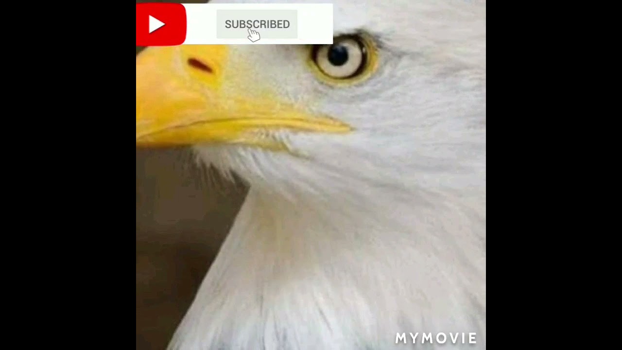 Apology  Jojo