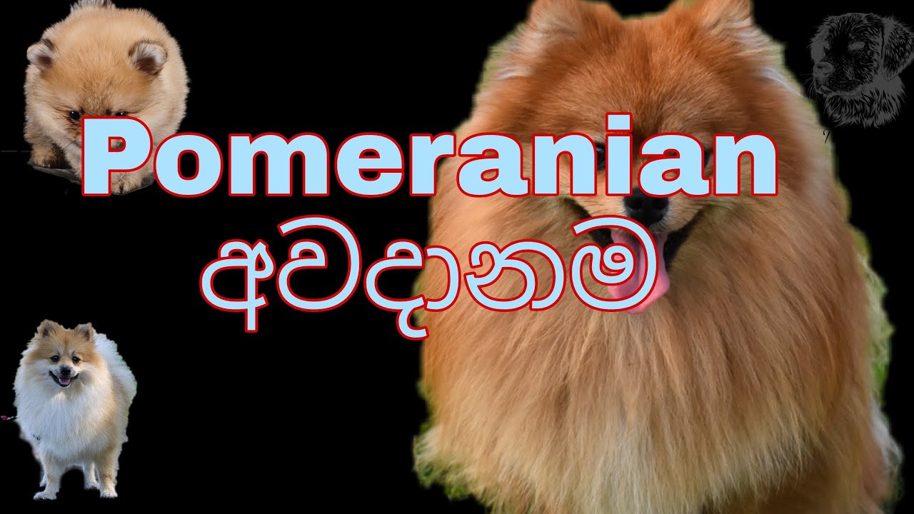 Pomeranian Risk | Pomeranian dog risk sinhala. පොමරේනියන් අවදානම..