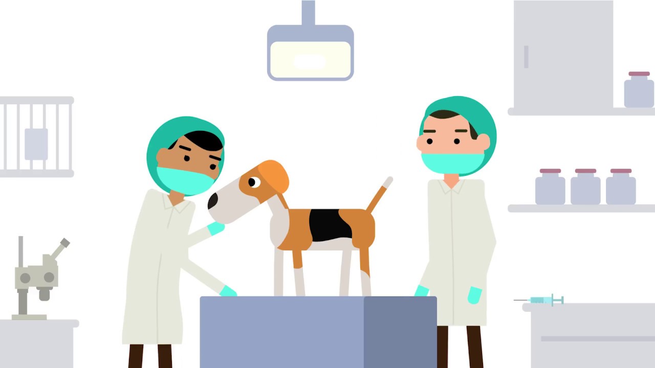 Discomfort in laboratory animals