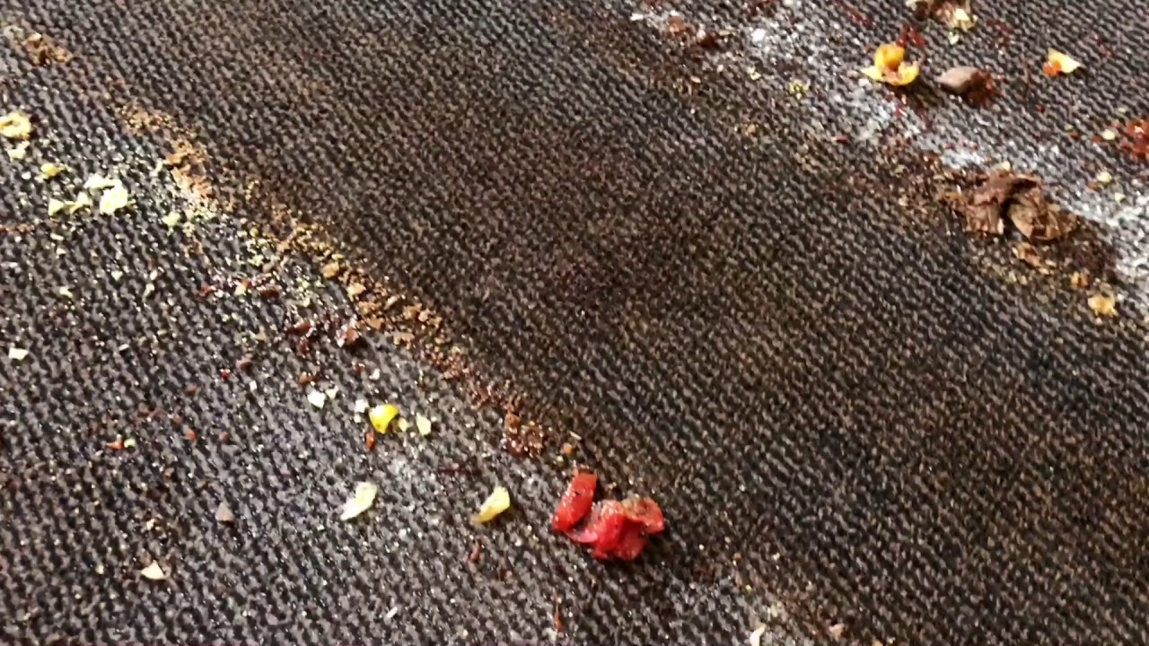Bissell Crosswave - BIG MESS TEST (RUG) Please Subscribe For More