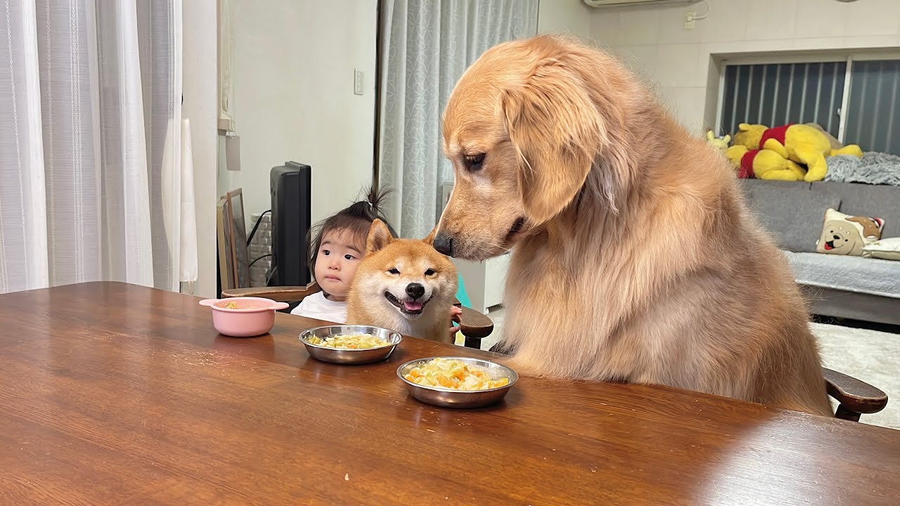 一歳児を圧倒する食欲を見せつける豆柴とゴールデンレトリバーが可愛すぎました...