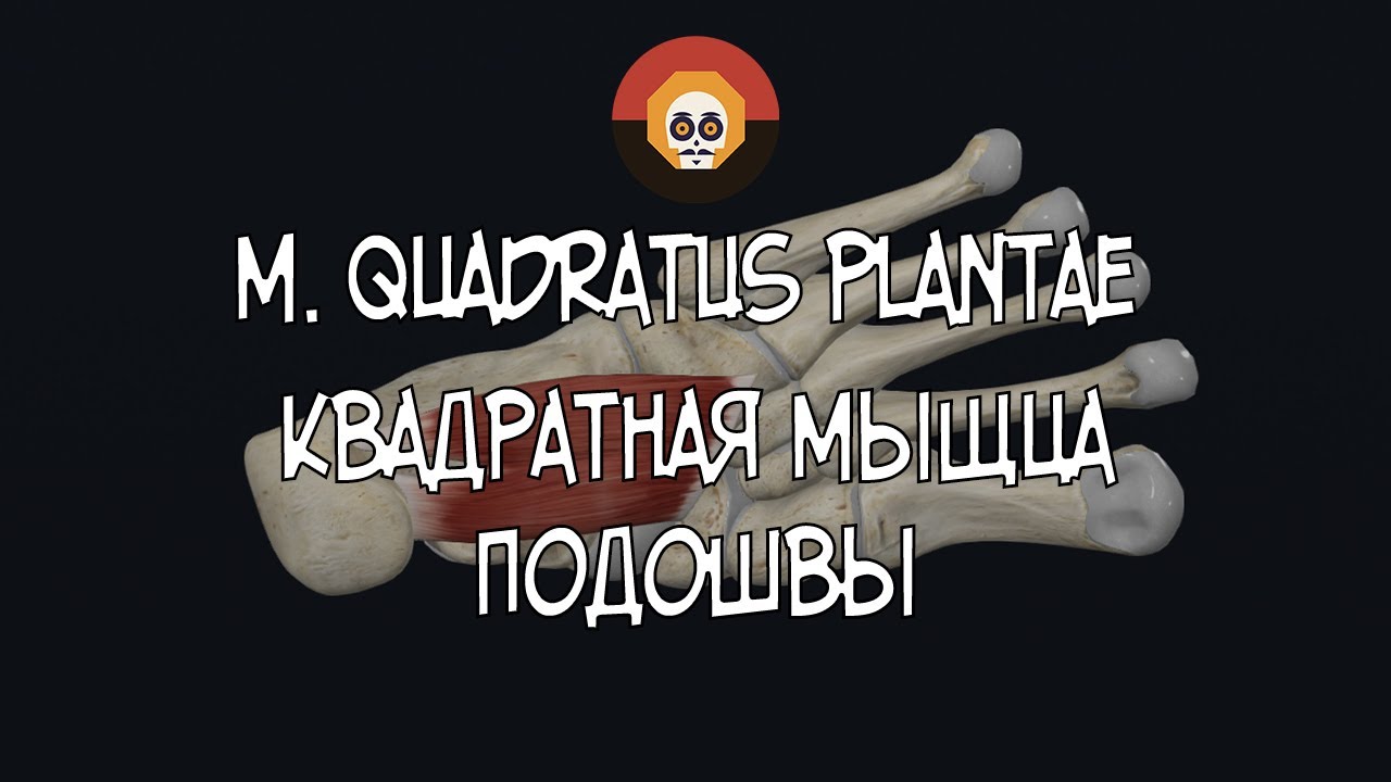 Квадратная мышца подошвы (m. quadratus plantae) 3D Анатомия