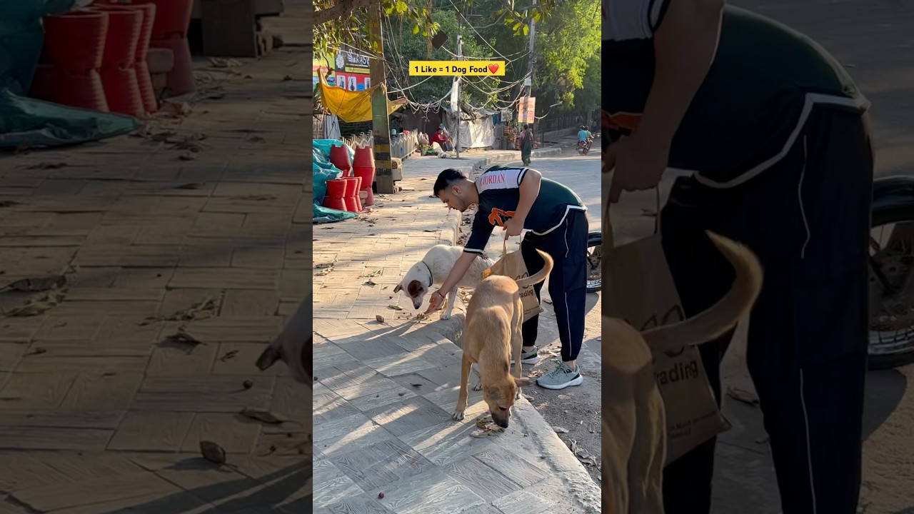 Feeding Stray Dogs❤️ #dog #feed #shorts #love #feedingfurfriends