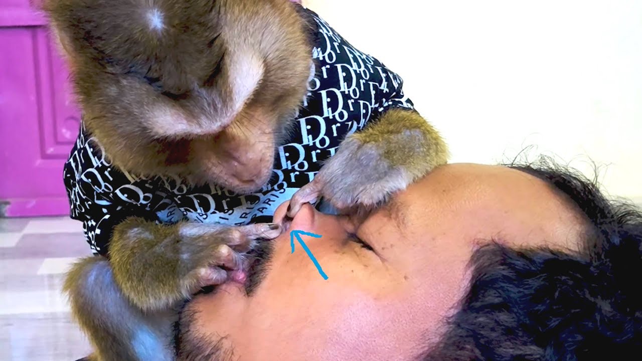 The Most Satisfying Monkey Grooming With Loudly Sound ASMR, Dr. Bela