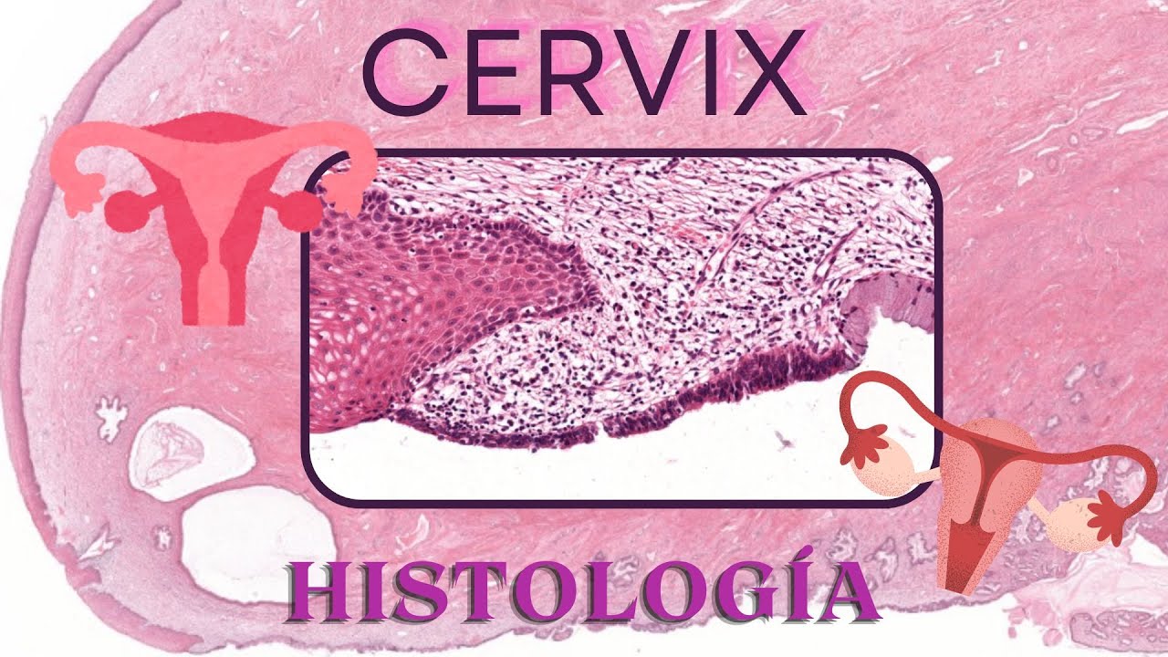 Histología de Cérvix
