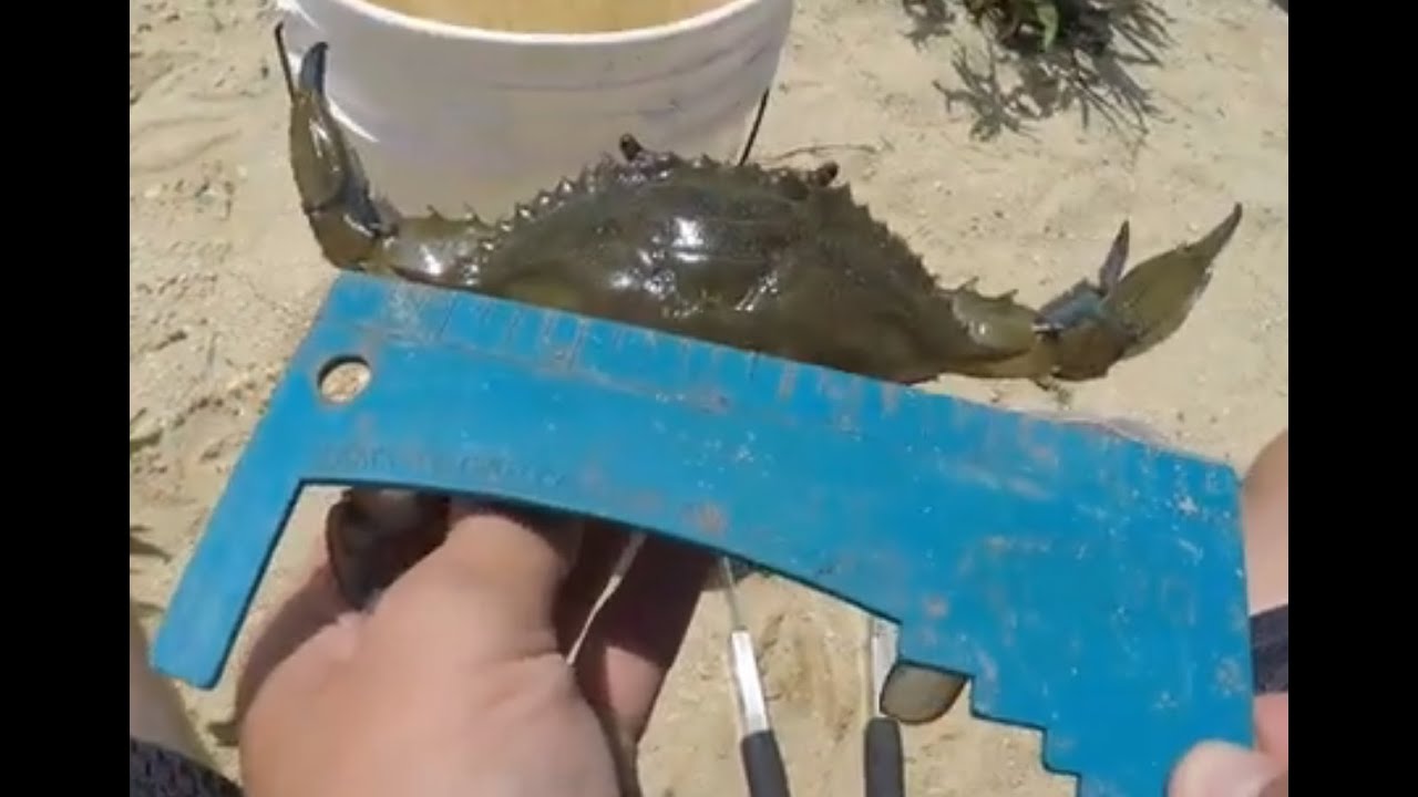 Catching blue crabs in Barnegat Bay, NJ! +directions for the crabbing spot