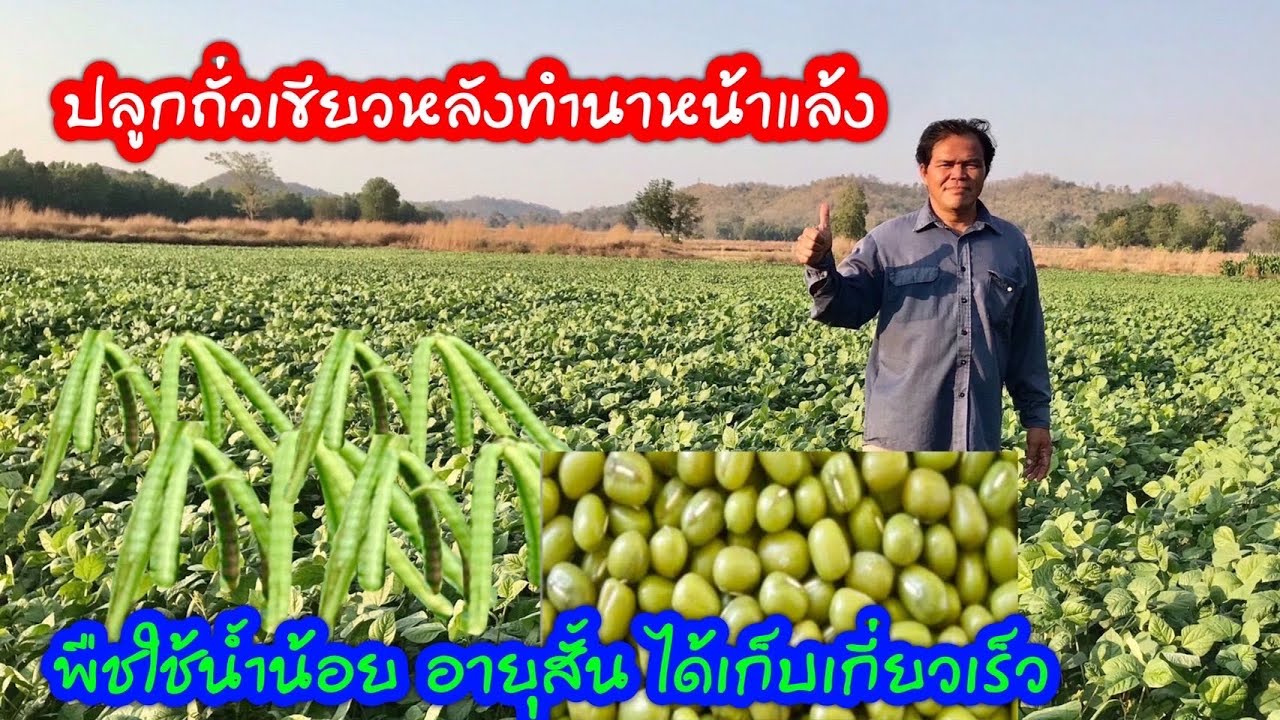 การปลูกถั่วเขียวหลังทำนาหน้าแล้ง บอกขั้นตอนการทำ สูตรปุ๋ย สูตรยา ครบจบในคลิปเดียว