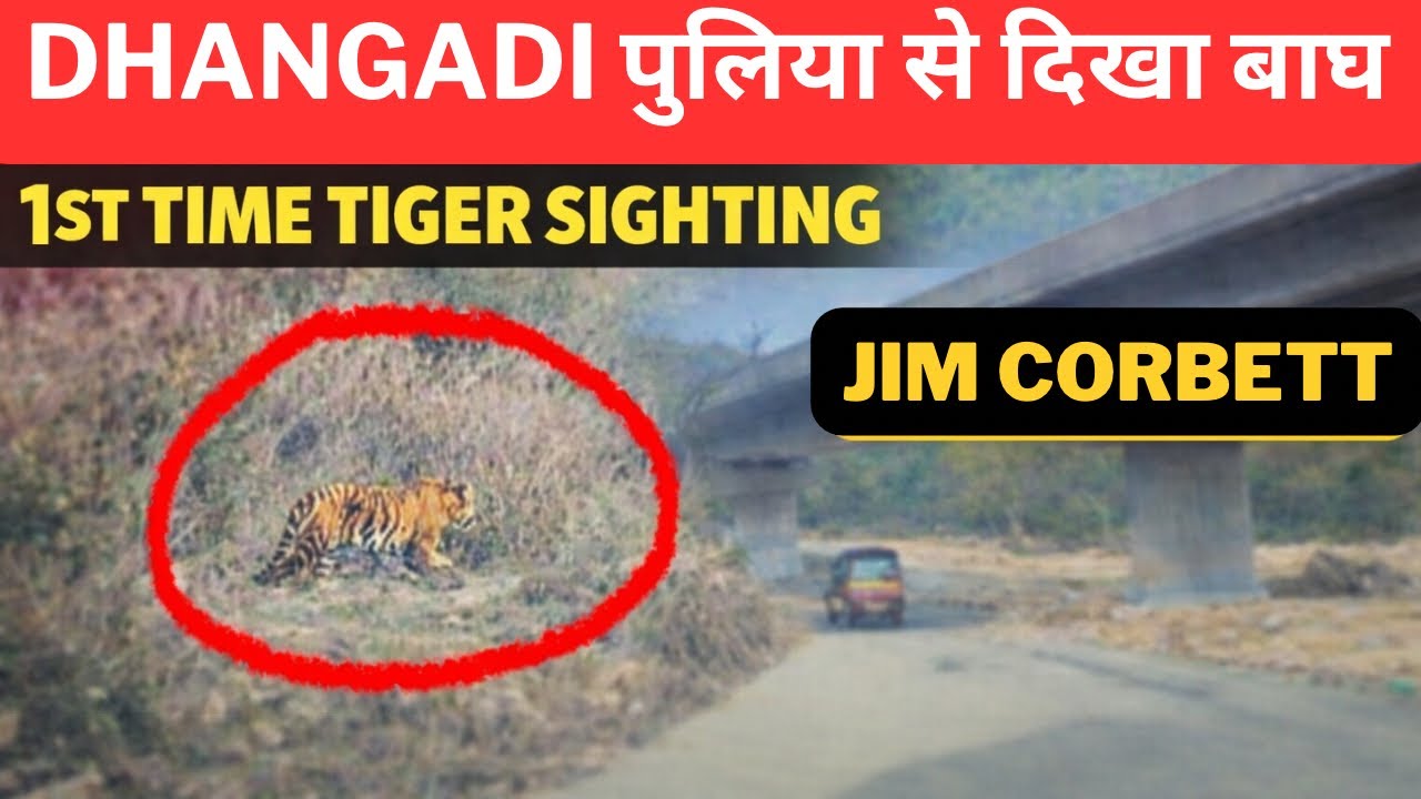 Dhangadi पुलिया से दिखा बाघ | 1st Time Tiger Sighting | Jim Corbett 