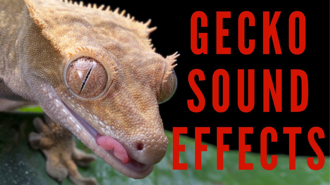GECKO SOUND EFFECTS