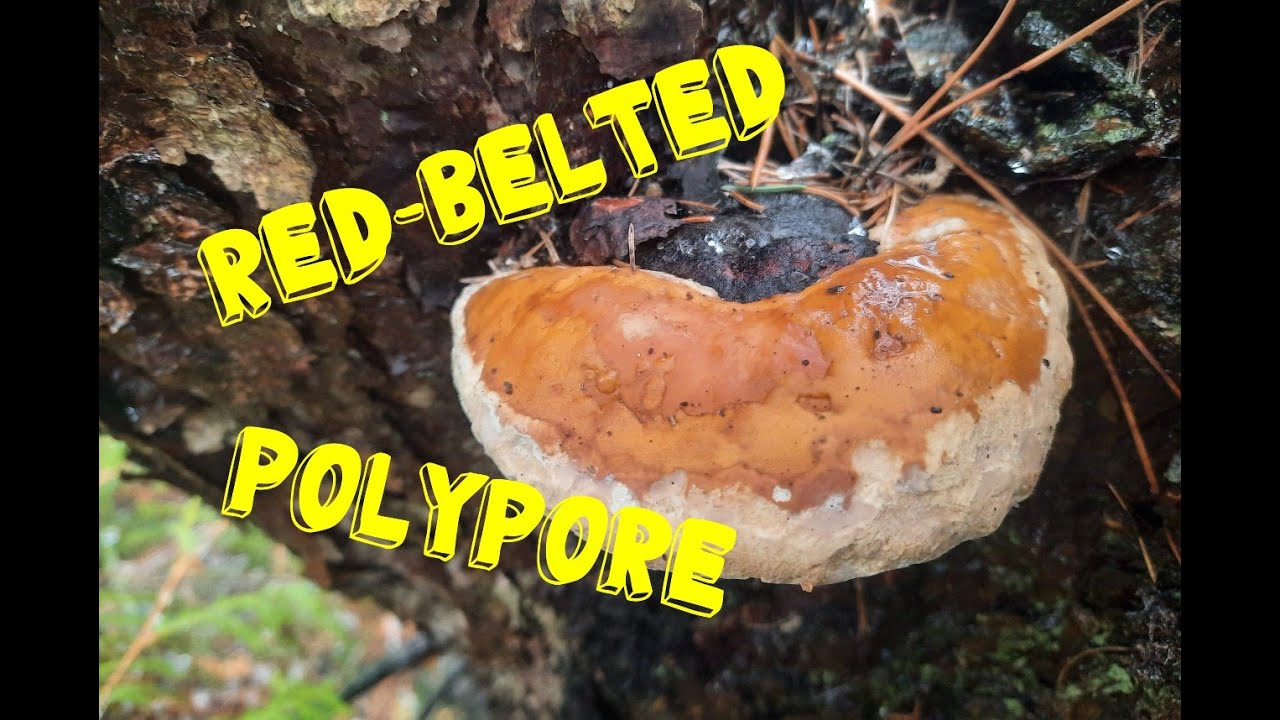 Red Belted Polypores