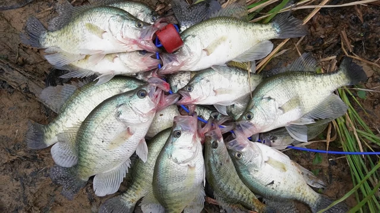 HAVE YOU EVER SEEN THIS BEFORE⁉️ MONSTER Creek CRAPPIE With Jig & Bobber!!