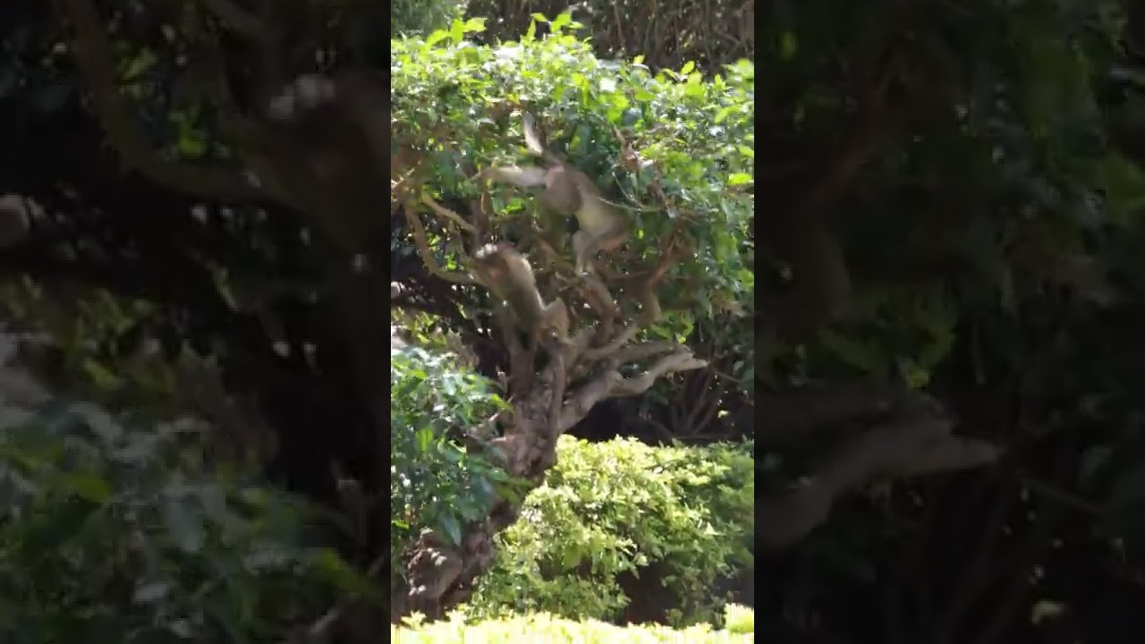 Bonnet Macaque Monkey Babies Playing