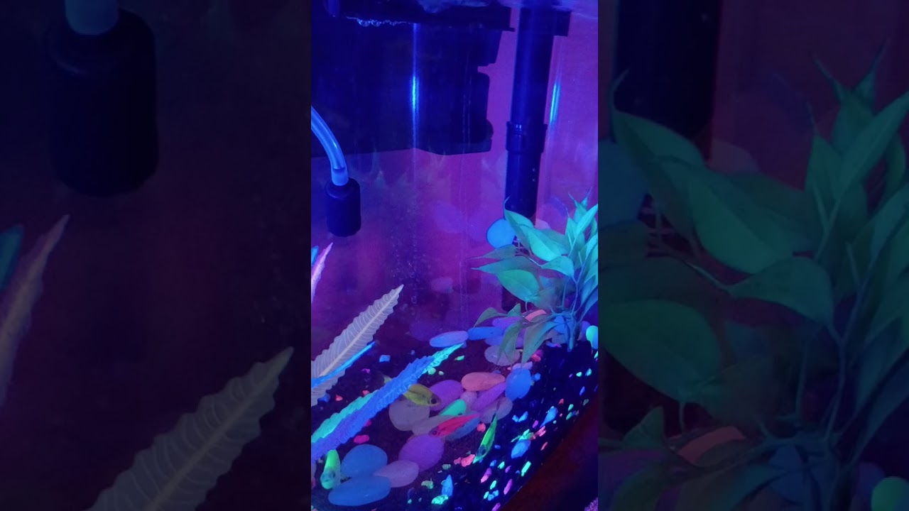 New Fish 🐟