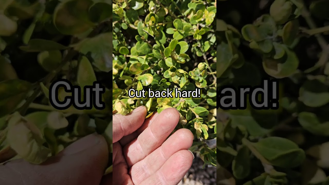 Ive got Blisters on my Boxwood! 👀