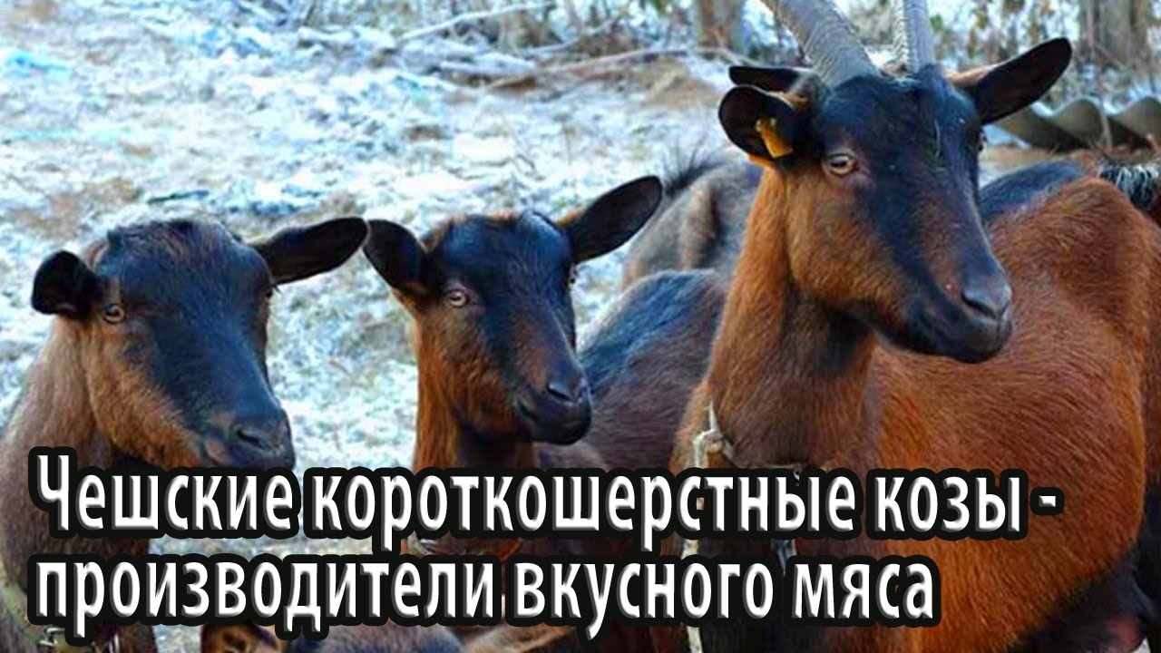 Чешские короткошерстные козы   производители вкусного мяса и молока