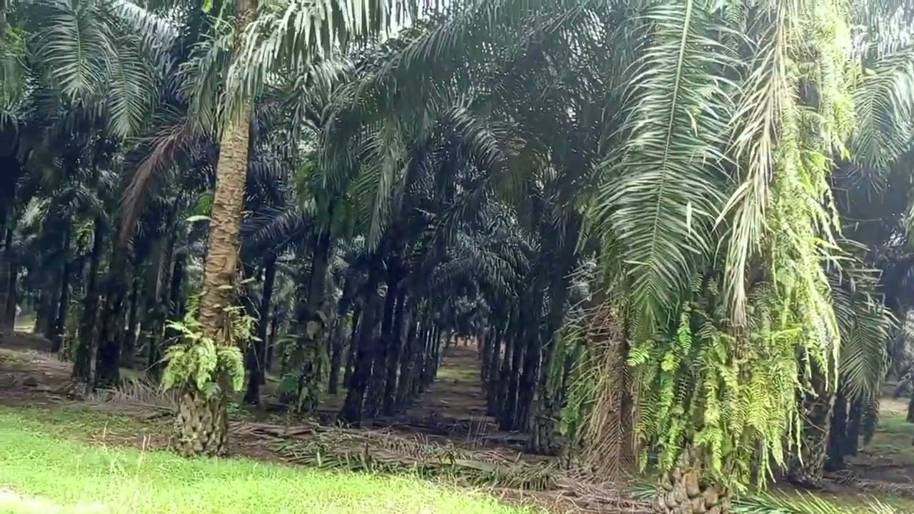 SERAM DI TENGAH HUTAN SAWIT SENDIRIAN