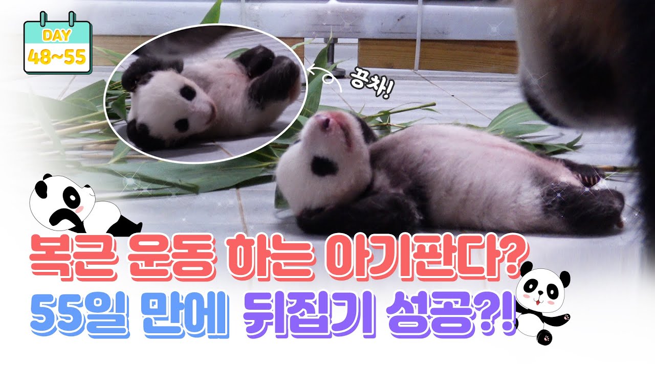 [판다로그] 생후 55일만에 뒤집기 성공? 폭풍성장 아기판다 | 에버랜드 판다월드 (Baby Panda)