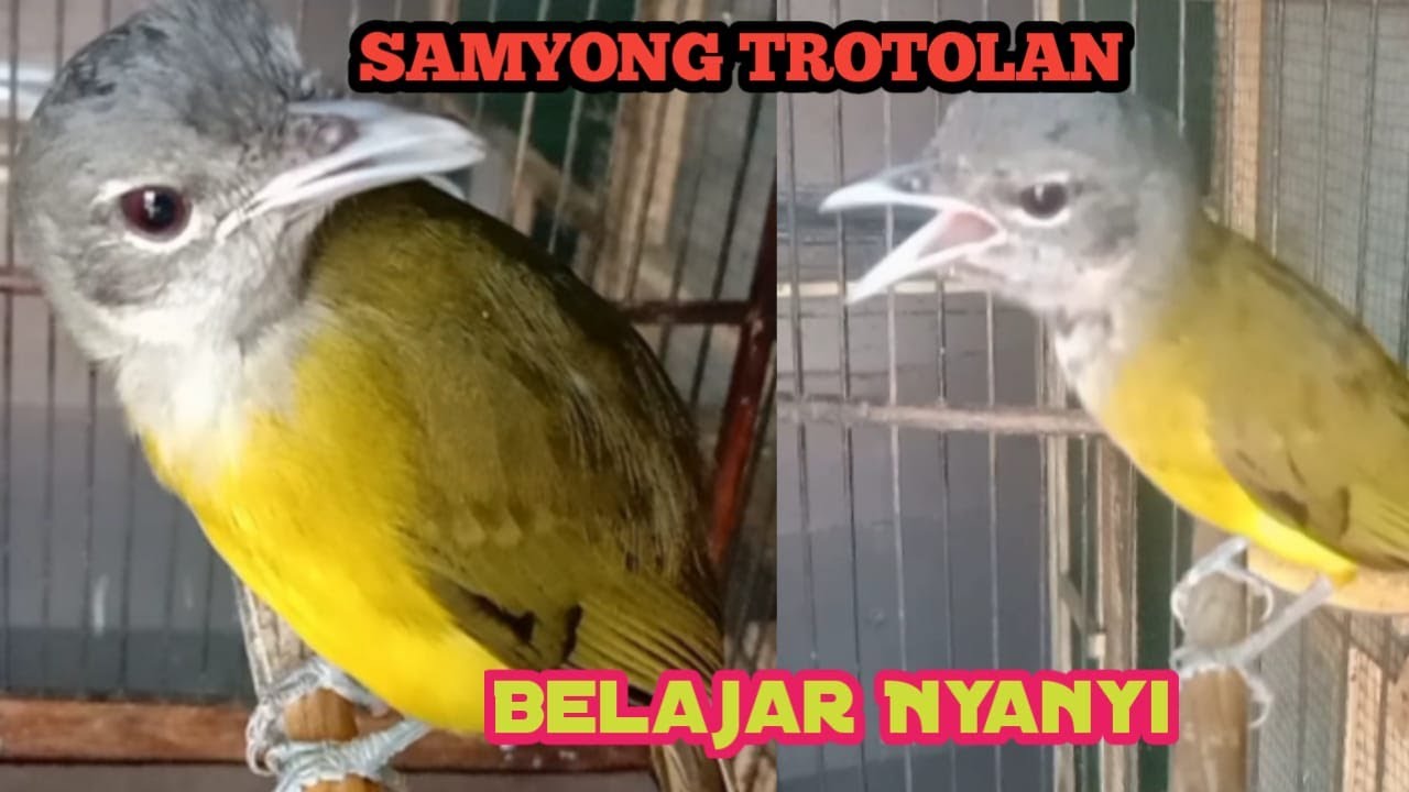 SAMYONG TROTOLAN MULAI AJAR BERNYANI