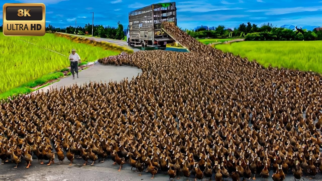 20 animais ecologicamente fora de controle nos Estados Unidos - O mais perigoso est&aacute; no n&uacute;mero 5
