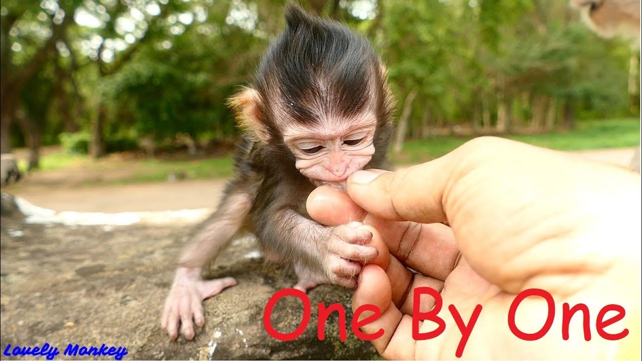 Tiny Little Baby Monkey Lizza Love To Eat Logan | Tiny and Soft Touch My Little Baby Monkey  Lizza.