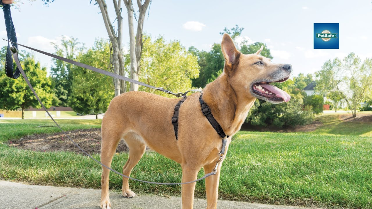 Two Point Control Dog Leash