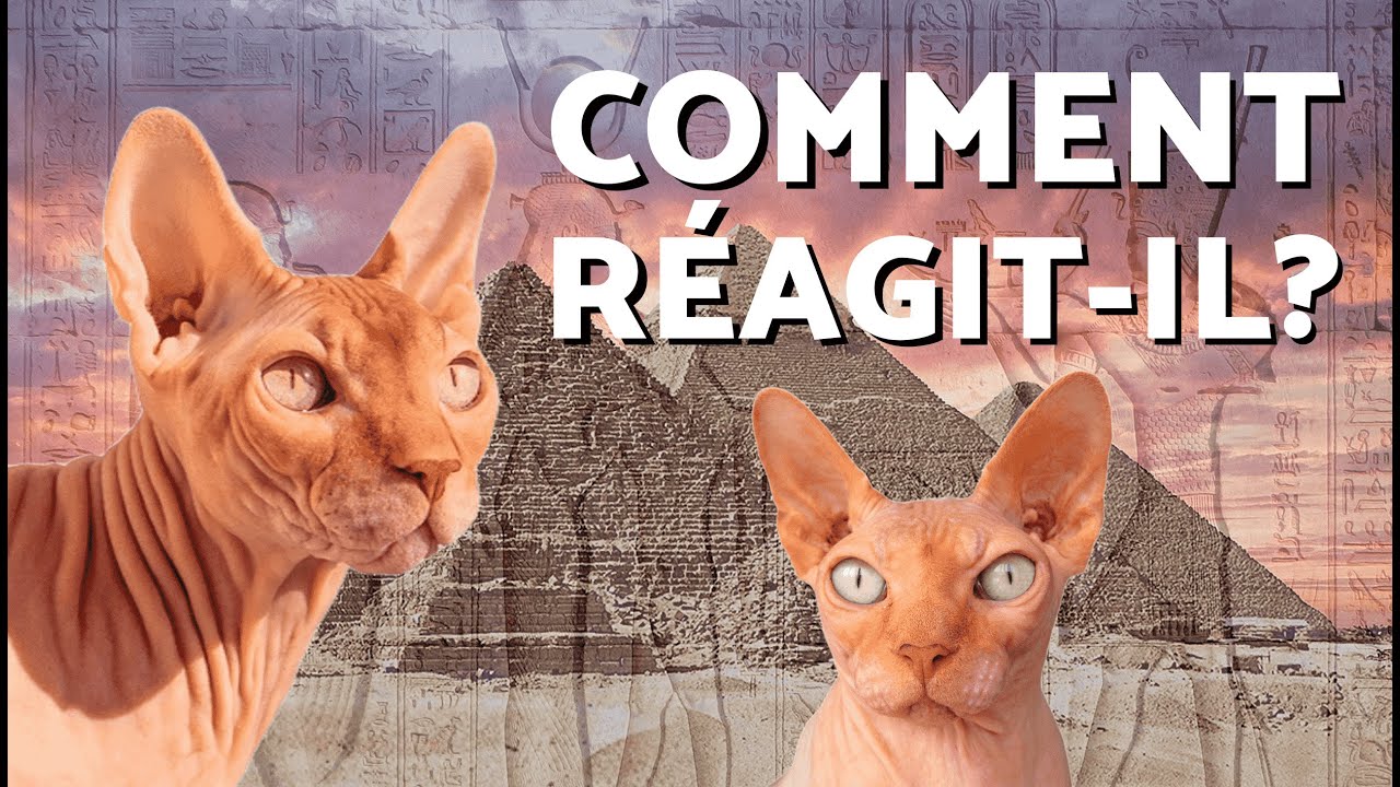 MUSIQUE ÉGYPTIENNE pour CHATS 🙀🏺🏜️ (1 HEURE de MUSIQUE ÉGYPTIENNE pour HYPNOTISER votre CHAT)
