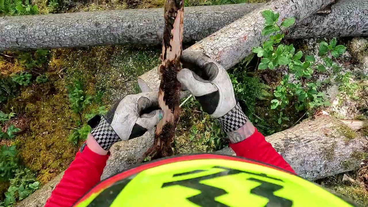 Schnell ein paar Käferbäume mit Hauer HZ 230 Holzzange I Stihl 261 cm und Forstreich Tr24 HD