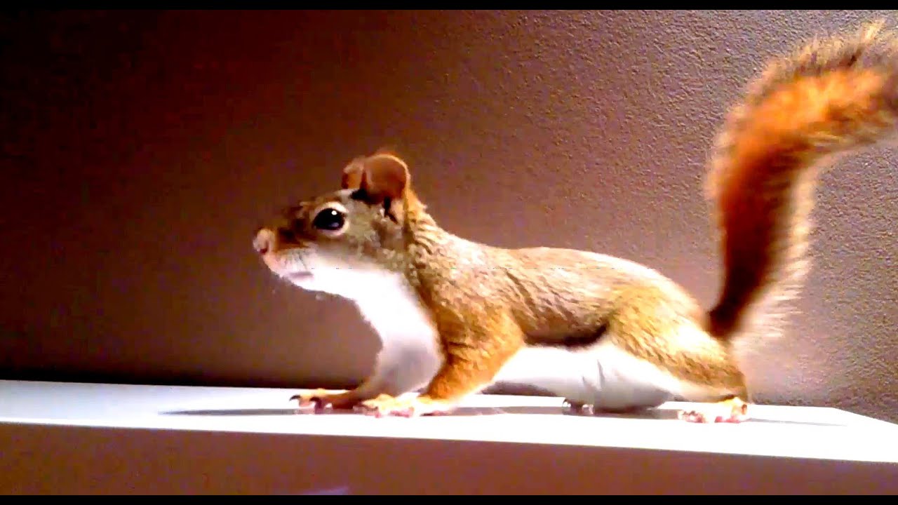 Wiewiórka Hudsona - American Red Squirrel