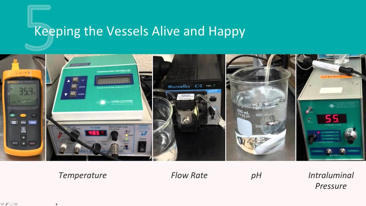 Getting Started With in-vitro Blood Vessel Research