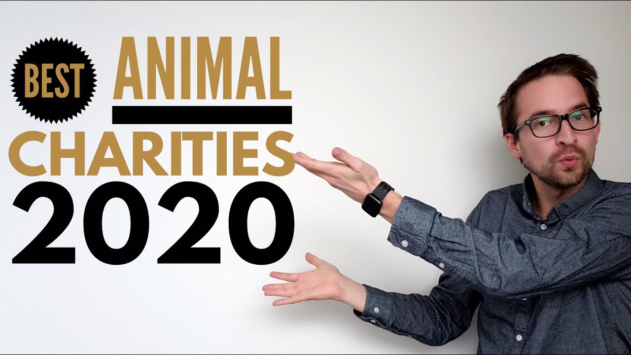 Best Charities for Helping Animals in 2020