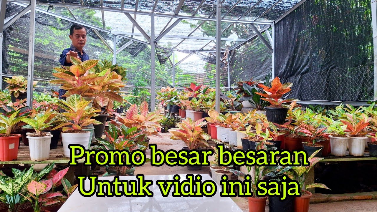 Promo besar besaran#tanamanhias 