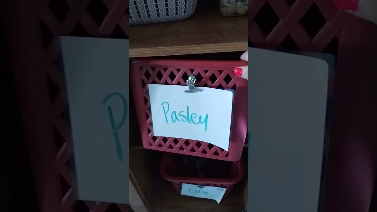 pet sitting how to keep dogs/cat belongings organized 🐾