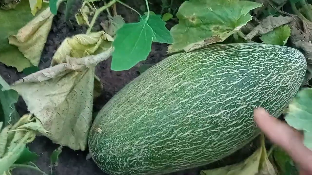 Дыни,мазин,бухарка,обзор.