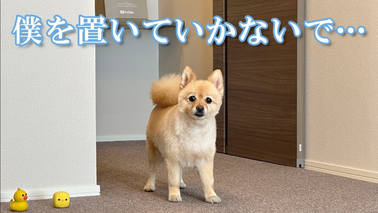久しぶりのお留守番が寂しくて、愛犬がこうなりました…