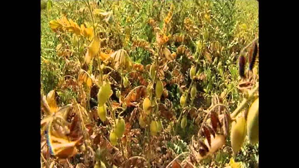 National Research Centre on Plant Biotechnology, New Delhi-English