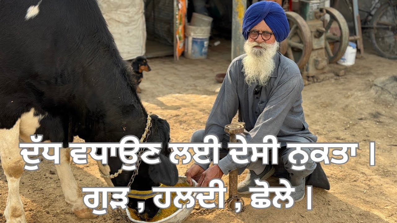 ਦੁੱਧ ਵਧਾਉਣ ਲਈ ਦੇਸੀ ਨੁਕਤਾ । ਗੁੜ,ਹਲਦੀ,ਛੋਲੇ #dairyherd #milk #punjab