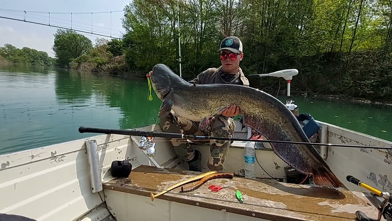 FISHING CATFISH WITH CLONK SISTEM  #siluro#catfish#livebite#bigmama#vertical#boatfishing#wels#waller