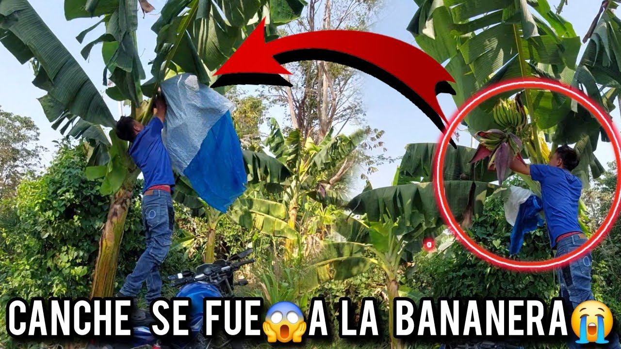 Canche Ab4nd0no El CANAL😡🤬Se fue a la Bananera
