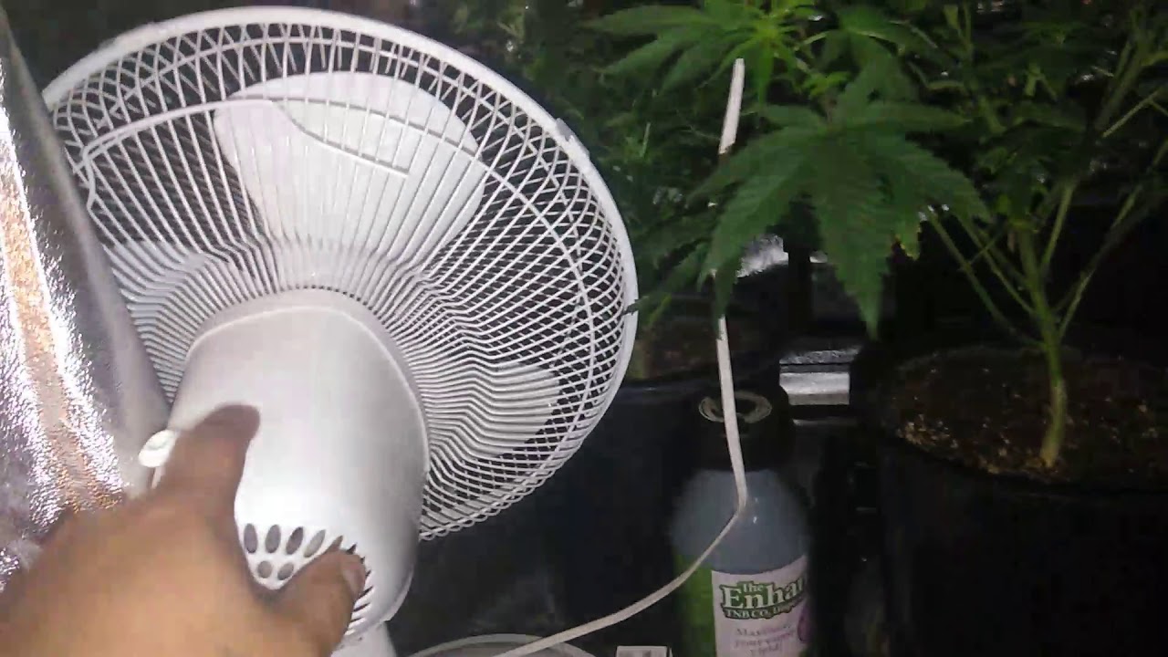 Week 2 in flower and some tips for feeding nutrients on the cheap