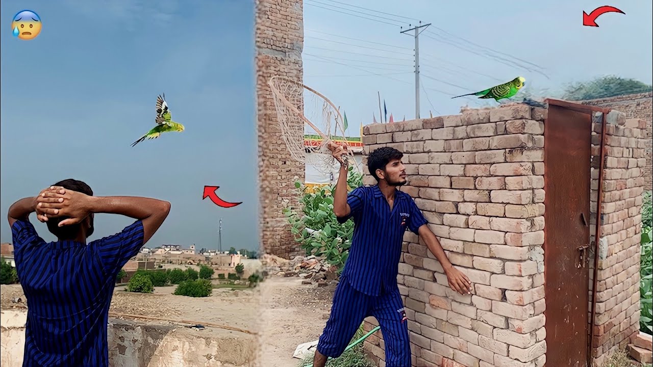 Hmara Parrot Urh Gaya Aj Boht Bhgaya Es Ny🙄|| Hammad pet house
