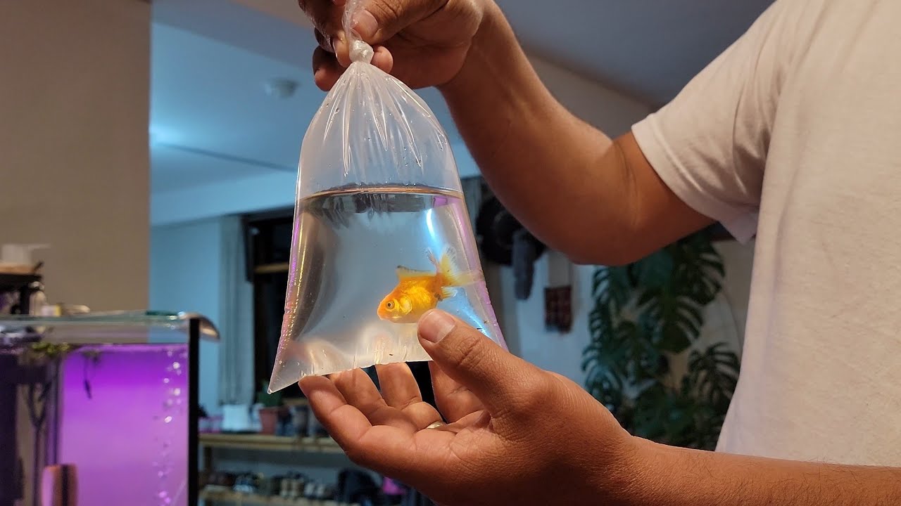 ¿Qué hacer cuando compro NUEVOS GOLDFISH? | CUARENTENA para tus goldfish | Tips y más 😉
