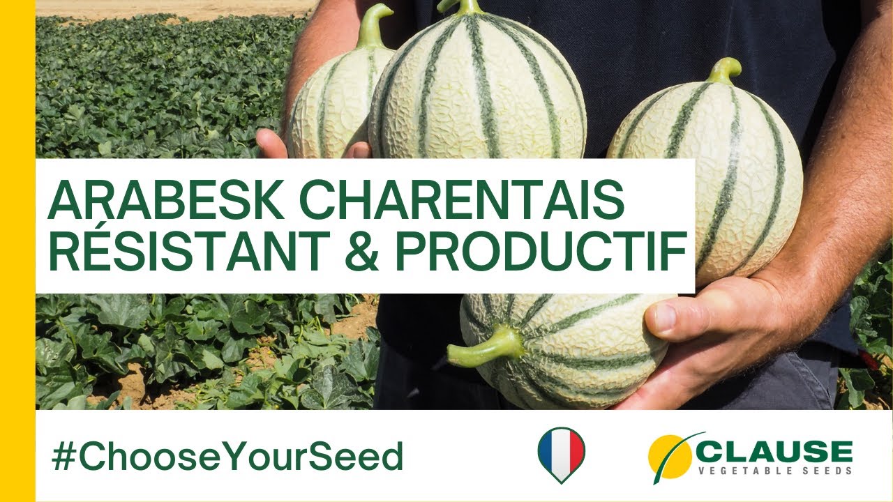 Le melon Arabesk allie pack sanitaire, productivité, look et saveur - #chooseyourseed | HM.CLAUSE
