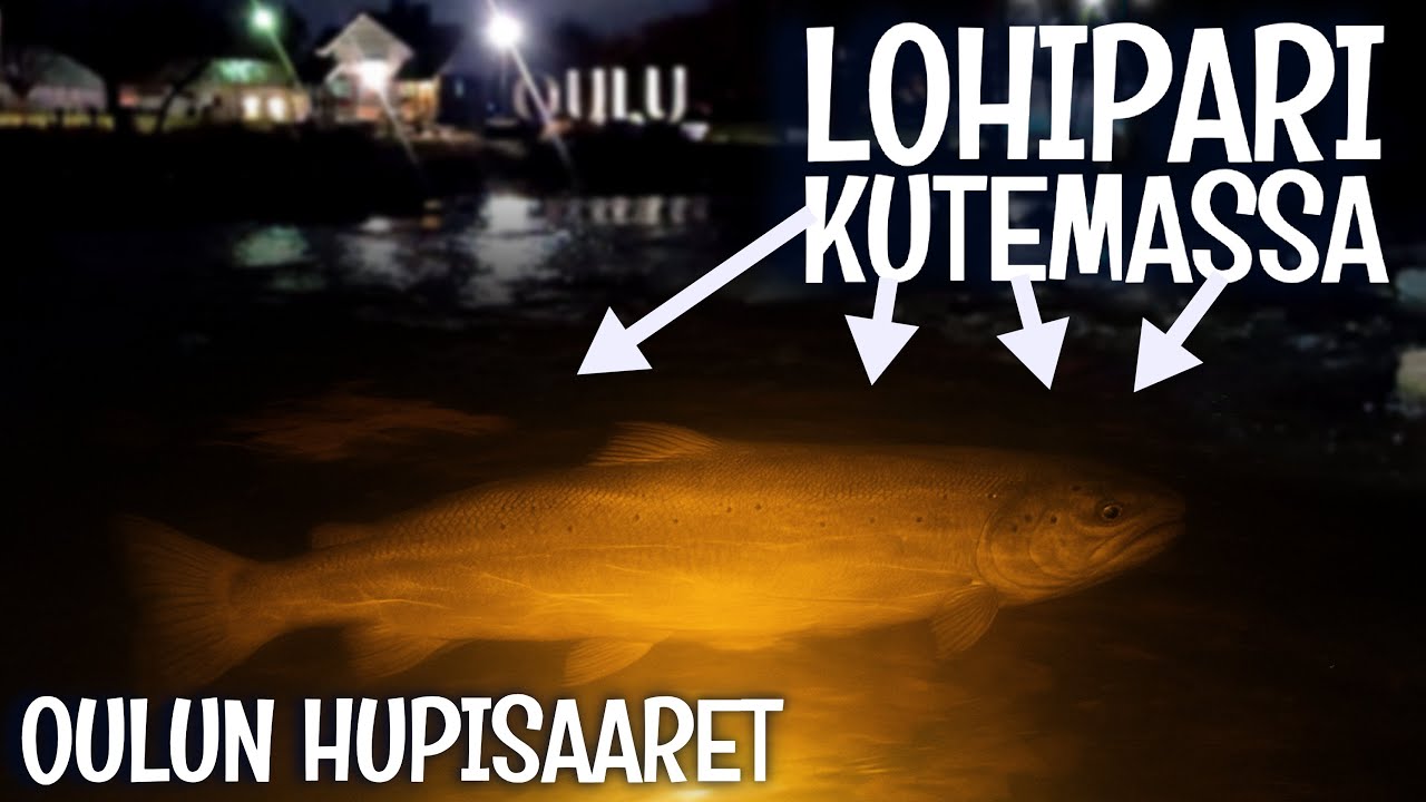 LOHET JA SADAT SIIAT KUTEE OULUSSA KESKELL&Auml; KAUPUNKIA - VESI LASKI JA KALAT J&Auml;I KAPEAAN UOMAAN