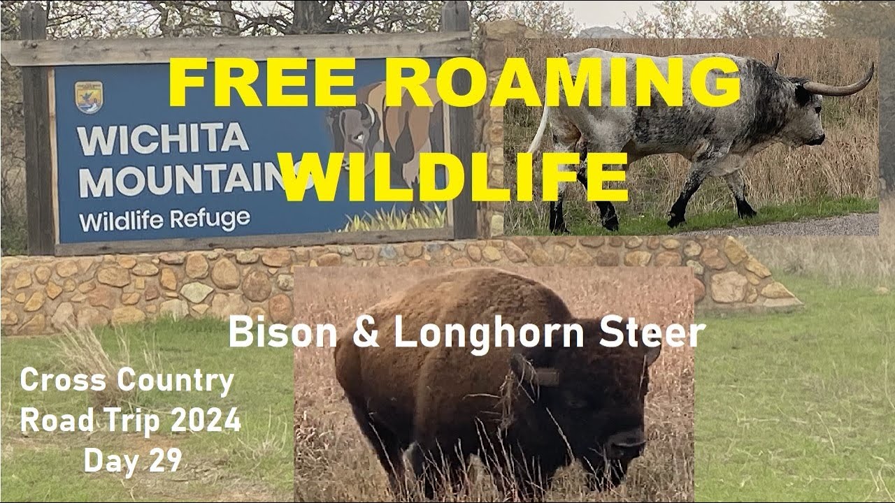 Wichita Mountains National Wildlife Refuge OK: Free Roaming Bison & Longhorn Steer: Road Trip Day 29