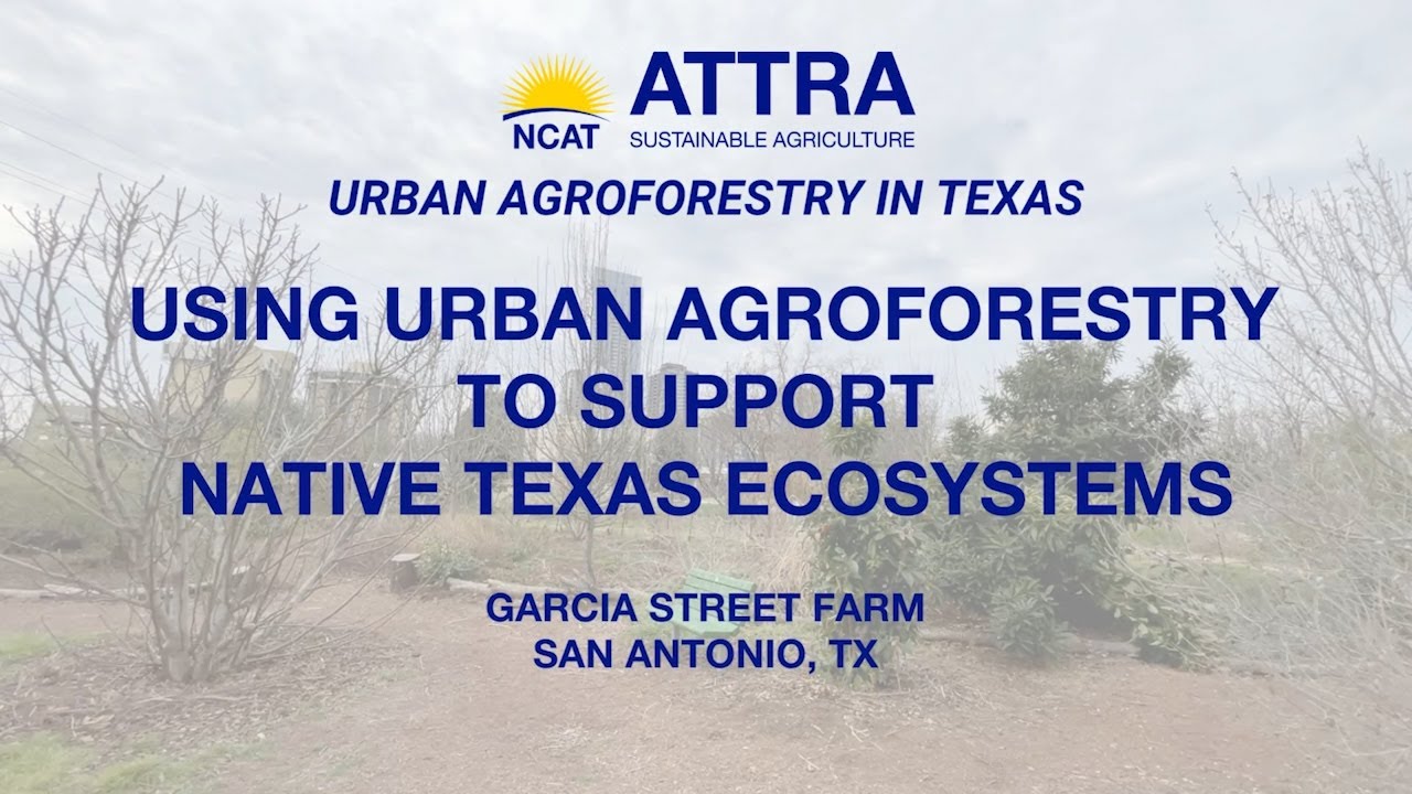 Using Urban Agroforestry to Support Native Texas Ecosystems